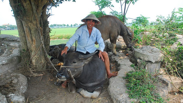 Trang điểm, xịt nước hoa cho... trâu, thu về đô la - Ảnh 3.