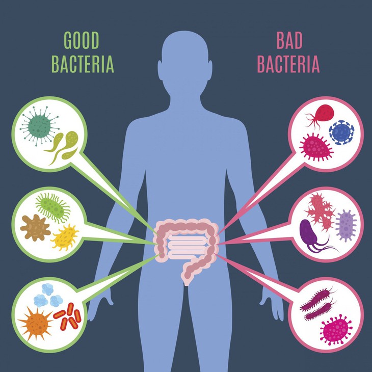 Vai trò của hệ vi sinh vật đường ruột với sức khỏe - Ảnh 1.