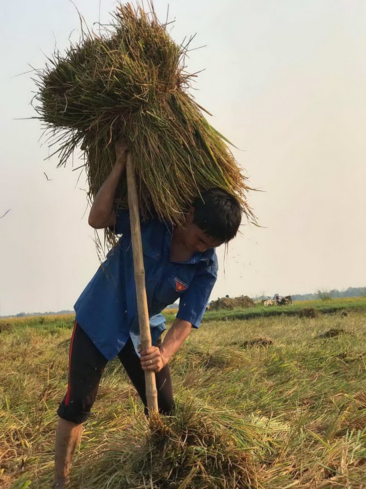 Cả lớp ra đồng gặt lúa giúp bạn, phụ huynh cũng góp tay - Ảnh 2.