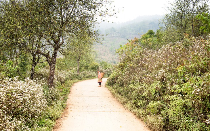 Tà Xùa mùa xuân muôn sắc hoa