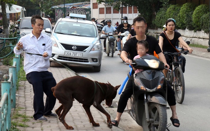 Cả xóm, cả công viên... xanh mặt với chó &quot;mặt xệ&quot;, chó becgiê Bỉ