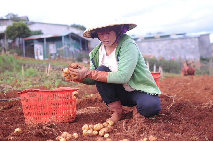 Đà Lạt dán tem chống giả cho 1.500 tấn khoai tây - Ảnh 1.