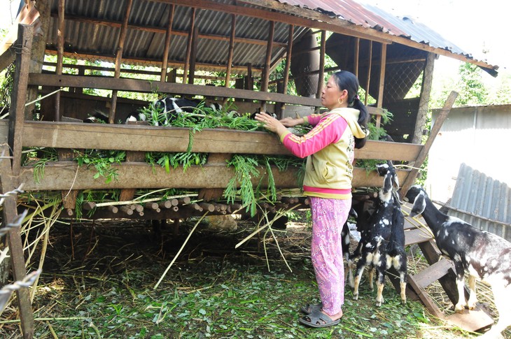 Giá dê tăng cao, thương lái săn lùng, nông dân ém chờ giá - Ảnh 1.