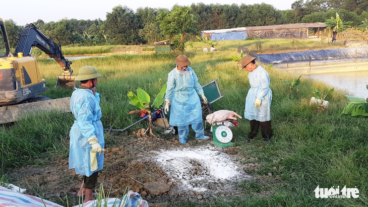 Hà Tĩnh xuất hiện ổ dịch tả heo châu Phi đầu tiên - Ảnh 2.