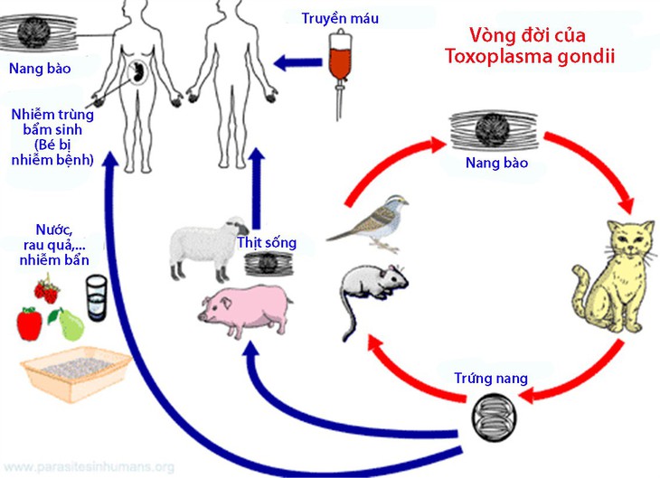 Bệnh nhiễm ký sinh trùng Toxoplasma - Ảnh 1.