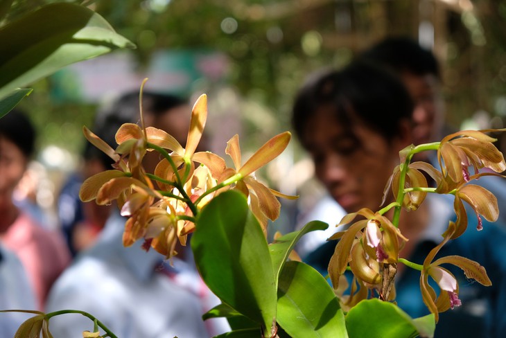 Lan khoe sắc quý phái ở Nha Trang - Ảnh 15.