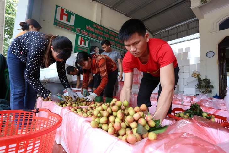 Lần đầu tiên vải thiều Bắc Giang có sản phẩm hữu cơ - Ảnh 4.