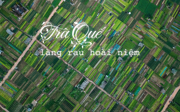 Đứng giữa làng rau Trà Quế, thấy cuộc đời luôn là sớm mai