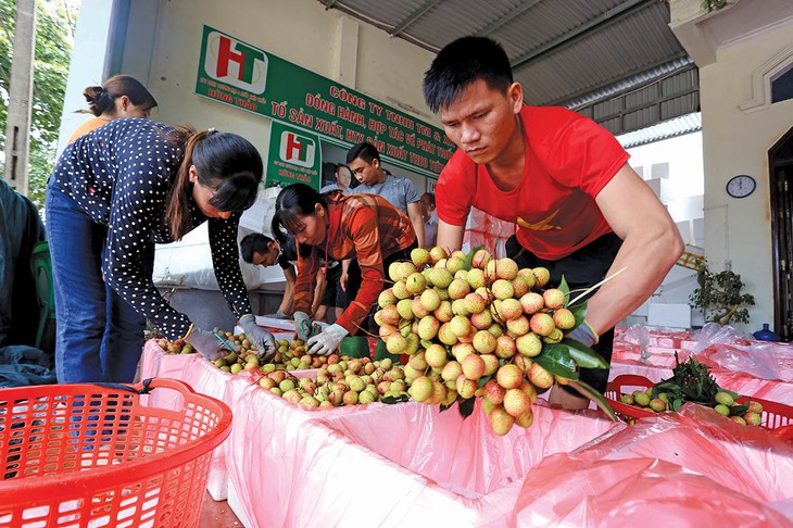 Vải thiều Lục Ngạn có mặt tại 700 điểm bán của Saigon Co.op - Ảnh 3.