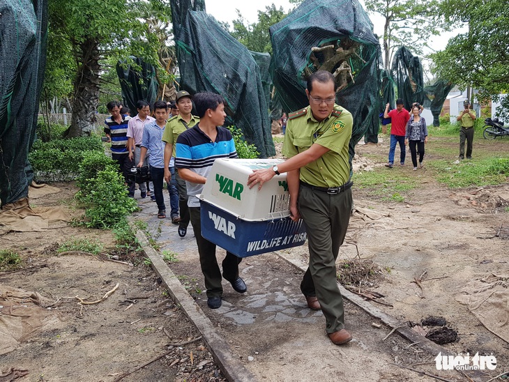 Vì sao không thả cặp rắn hổ mây khủng trở lại vùng Bảy Núi? - Ảnh 2.