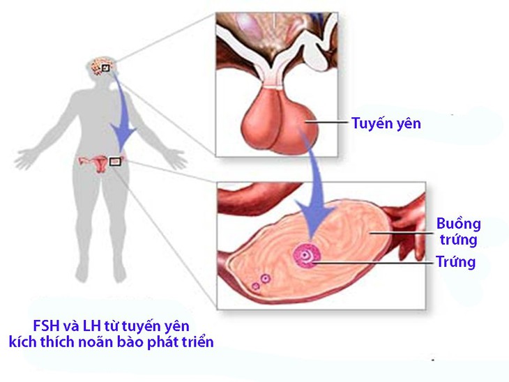 Hormone FSH là gì? - Ảnh 1.