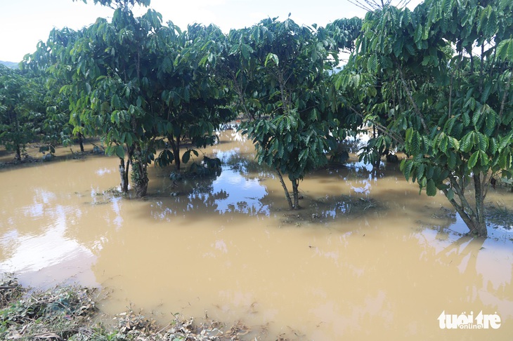 Sau mưa lớn, ngoại ô TP Bảo Lộc chìm trong biển nước - Ảnh 4. Sau mưa lớn, ngoại ô TP Bảo Lộc chìm trong biển nước - Ảnh 4.