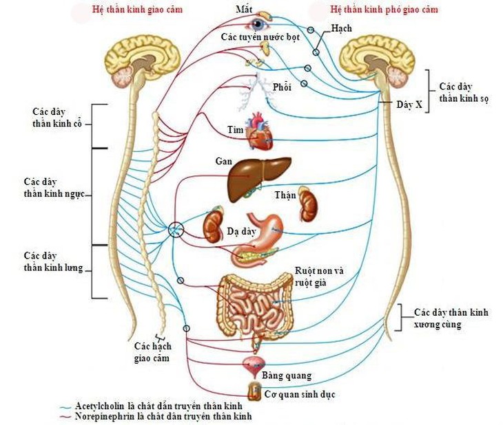 Rối loạn thần kinh thực vật - Ảnh 1.