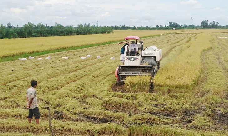 Trung Quốc giảm mua 20%, gạo Việt vẫn còn nhiều chợ mới - Ảnh 1. Trung Quốc giảm mua 20%, gạo Việt vẫn còn nhiều chợ mới - Ảnh 1.