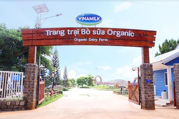 Ngạc nhiên nơi bò được chăm sóc bằng vườn thuốc nam - Ảnh 1.