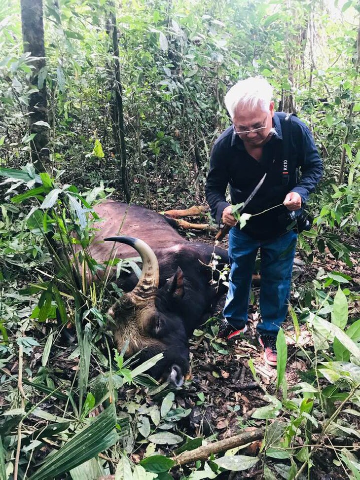 Bò tót khoảng 800kg chết già trong khu bảo tồn - Ảnh 1.