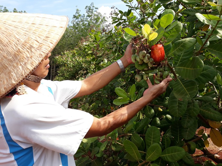 102 hộ trong một xã vướng tín dụng đen, vay 160 triệu lãi lên... 1,6 tỉ - Ảnh 3.