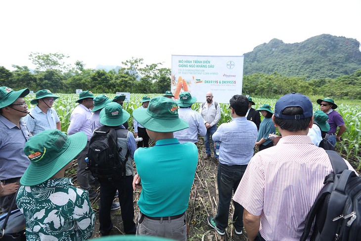 Chuyên gia tới Việt Nam tìm hiểu giải pháp phòng trừ sâu keo - Ảnh 3.