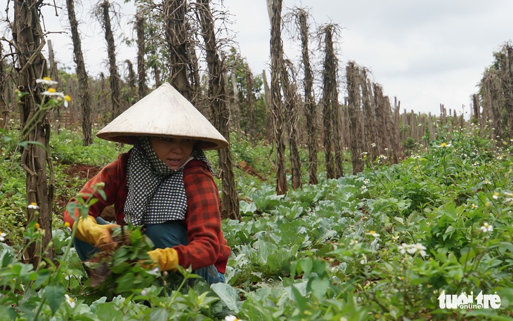 Vượt quy hoạch 100.000ha, hồ tiêu Việt Nam gặp khủng hoảng - Ảnh 1.