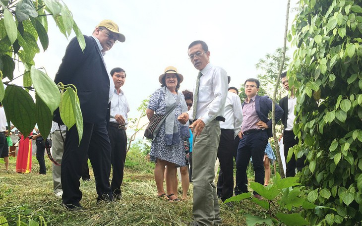 Chậm thay đổi, ngành hồ tiêu sẽ... tiêu