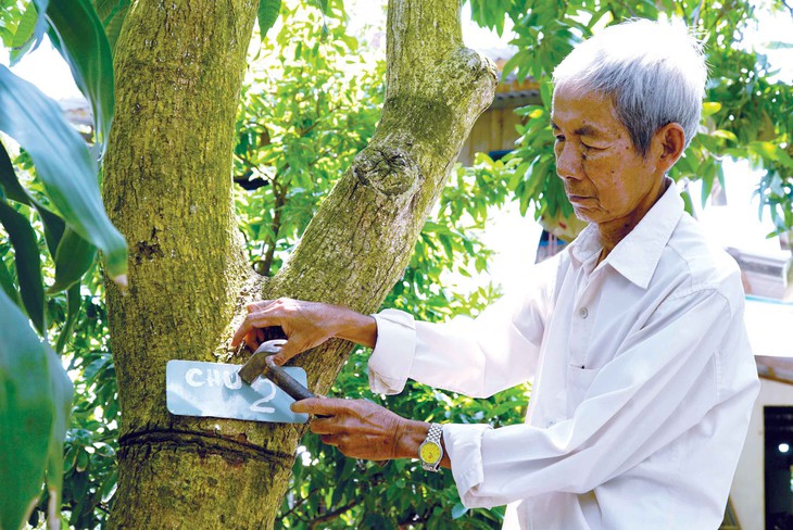 Người bảo hành xoài - Ảnh 1. Người bảo hành xoài - Ảnh 1.