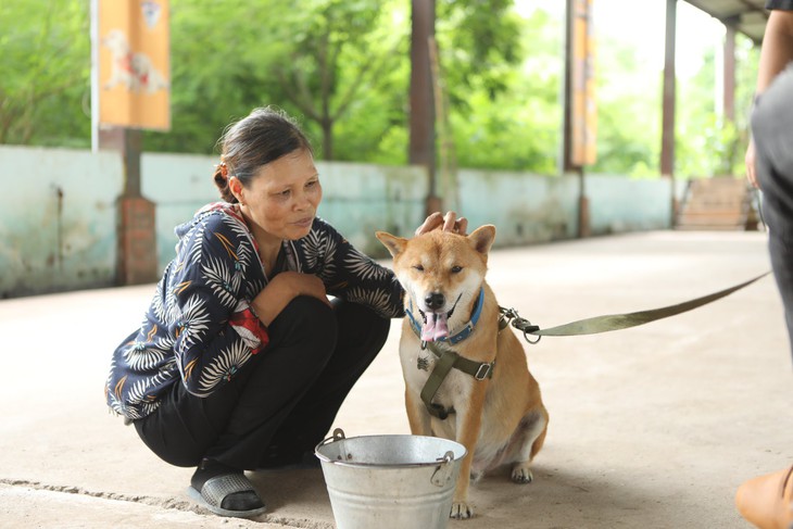 Cậu Vàng của Lão Hạc có nhất thiết phải là giống chó thuần Việt? - Ảnh 4.