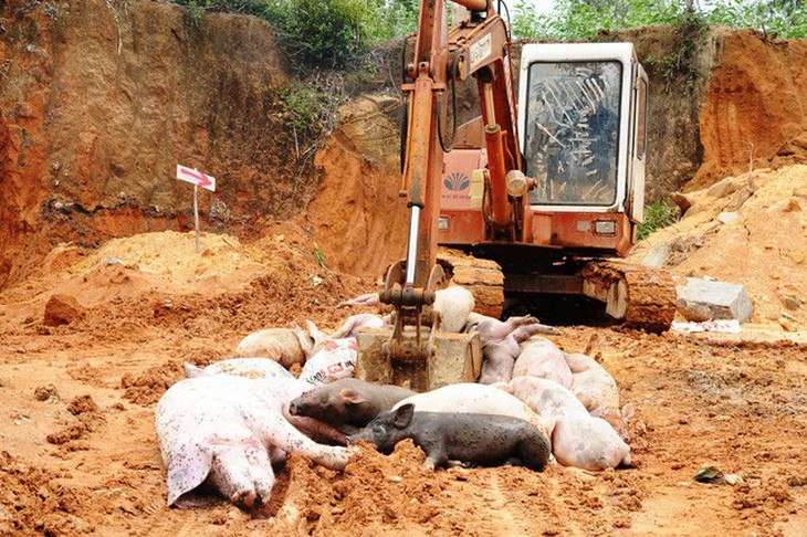 Trả tiền lại cho dân vụ muốn tiêu hủy heo dịch phải đóng phí - Ảnh 3.