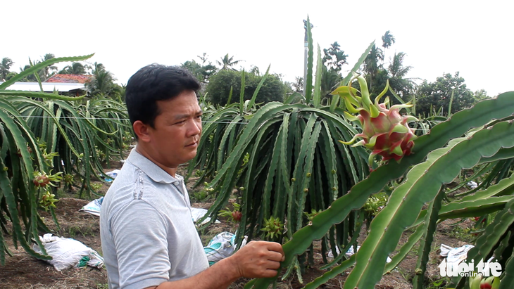 Việt Nam đứng đầu châu Á - Thái Bình Dương về sản lượng thanh long - Ảnh 2. Việt Nam đứng đầu châu Á - Thái Bình Dương về sản lượng thanh long - Ảnh 2.