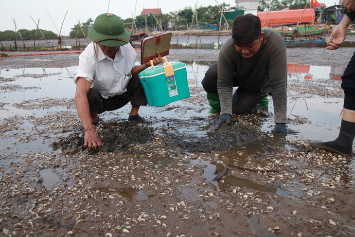 Sau cá, hàng trăm tấn ngao ở Hà Tĩnh chết trắng - Ảnh 1.