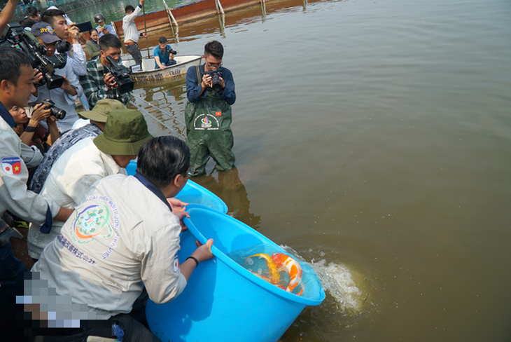 Thả cá Koi Nhật Bản xuống sông Tô Lịch - Ảnh 1.