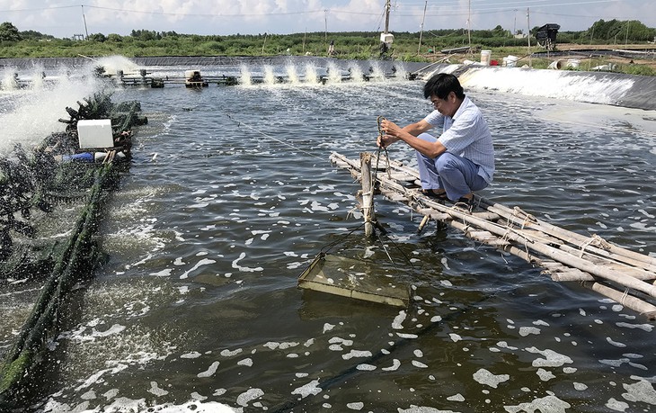 Dịch bệnh đe dọa ngành tôm - Ảnh 1.