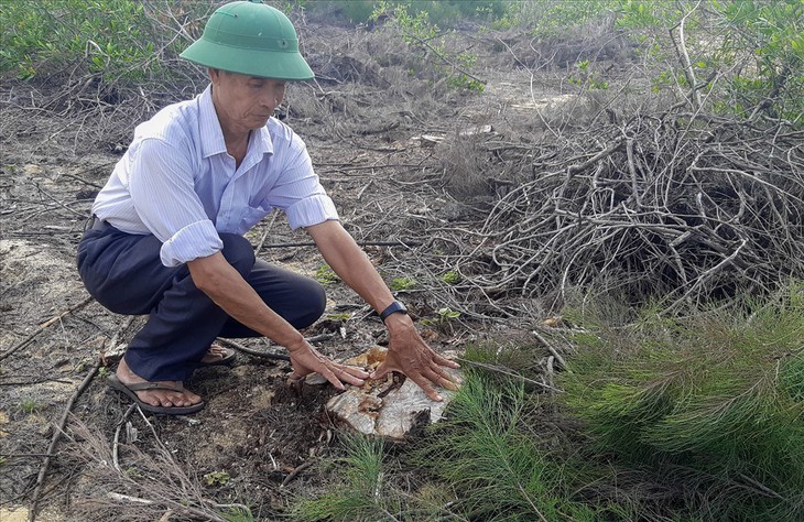 140ha rừng dương che chắn thiên tai giao cho doanh nghiệp bị phá trắng - Ảnh 1.