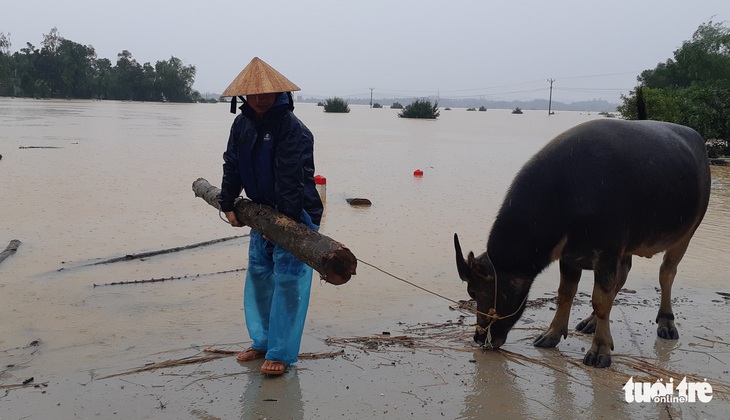 Bị nước lũ cô lập, người dân Hương Khê lo di dời tài sản, gia súc - Ảnh 8.