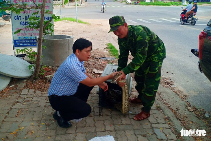 Trăn gấm quý hiếm chết vì bị dân vây bắt quá tay - Ảnh 1.