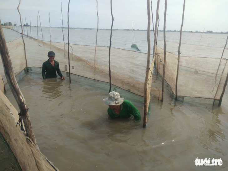 Giá cá linh còn 150.000đ-180.000đ/kg nhờ nước lũ lên cao - Ảnh 1.