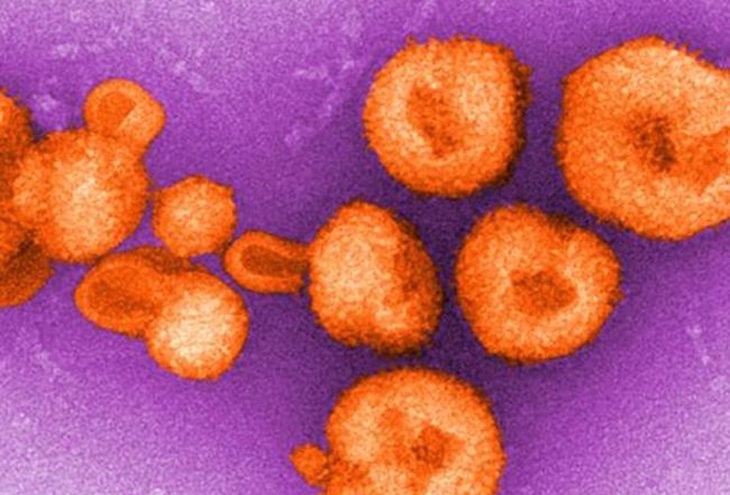 Phát triển mồi nhử giúp vô hiệu hóa virus lây từ động vật sang người - Ảnh 1. Phát triển mồi nhử giúp vô hiệu hóa virus lây từ động vật sang người - Ảnh 1.
