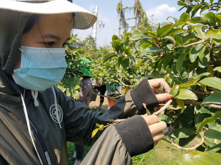 Sinh viên đi lặt lá mai cận tết, kiếm tiền triệu - Ảnh 3.