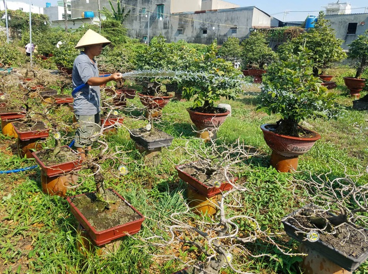 Sinh viên đi lặt lá mai cận tết, kiếm tiền triệu - Ảnh 4.