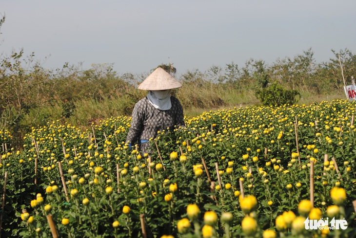 Làng hoa Sa Đéc kẻ khóc người cười, thương lái hủy kèo phút cuối - Ảnh 4.