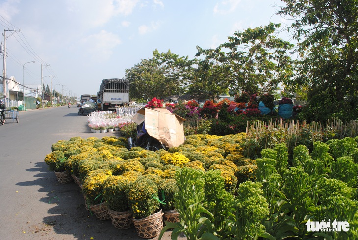 Làng hoa Sa Đéc kẻ khóc người cười, thương lái hủy kèo phút cuối - Ảnh 3.