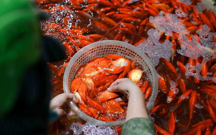 Cá chép tăng giá trước ngày ông Công, ông Táo, tiểu thương vẫn lo