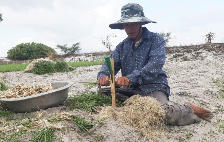 Kiệu Tết được mùa, được giá, được cả... thương lái bao tiêu - Ảnh 4.