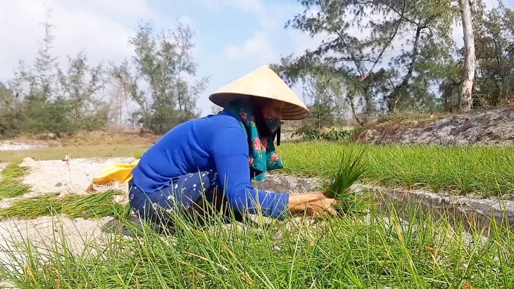 Kiệu Tết được mùa, được giá, được cả... thương lái bao tiêu - Ảnh 6.