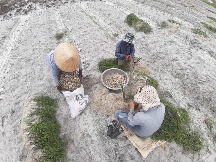 Kiệu Tết được mùa, được giá, được cả... thương lái bao tiêu - Ảnh 3.