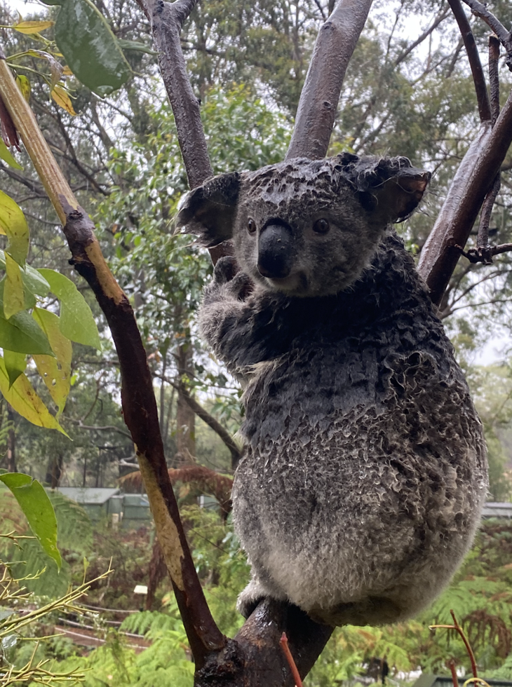 Hết chạy cháy rừng, koala lại phải chạy lũ - Ảnh 3.