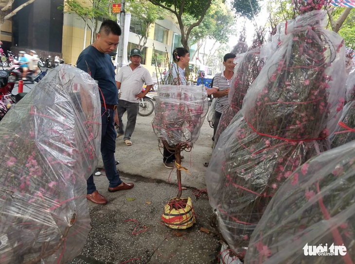 Đào Bắc vào Nam không nhiều, hoa bung nụ sớm nên giá có giảm - Ảnh 3.