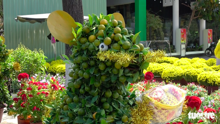 Quất bonsai tạo hình chuột đắt như tôm tươi - Ảnh 5.