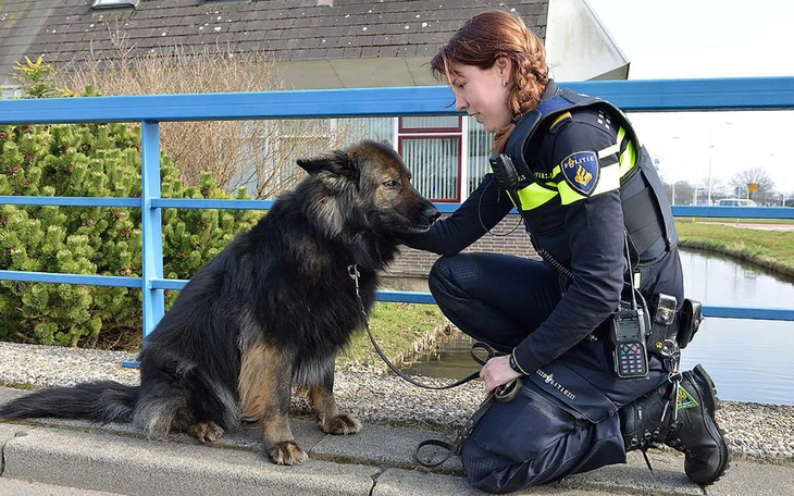 Độc lạ: Nước Anh cấm luộc tôm hùm khi chúng còn… sống - Ảnh 2.