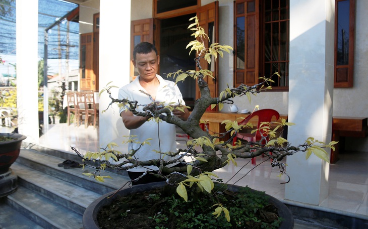 Lạ lẫm mai "lá ngọc cành vàng", "quảng hương mộc mai"