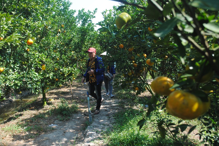 Tour miền Tây: Khách choáng vì người đông, còn quýt đã lèo tèo còn... chua lè - Ảnh 2. Tour miền Tây: Khách choáng vì người đông, còn quýt đã lèo tèo còn... chua lè - Ảnh 2.
